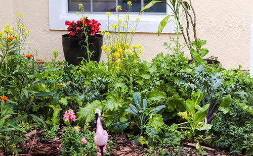 My overgrown greens in my winter garden