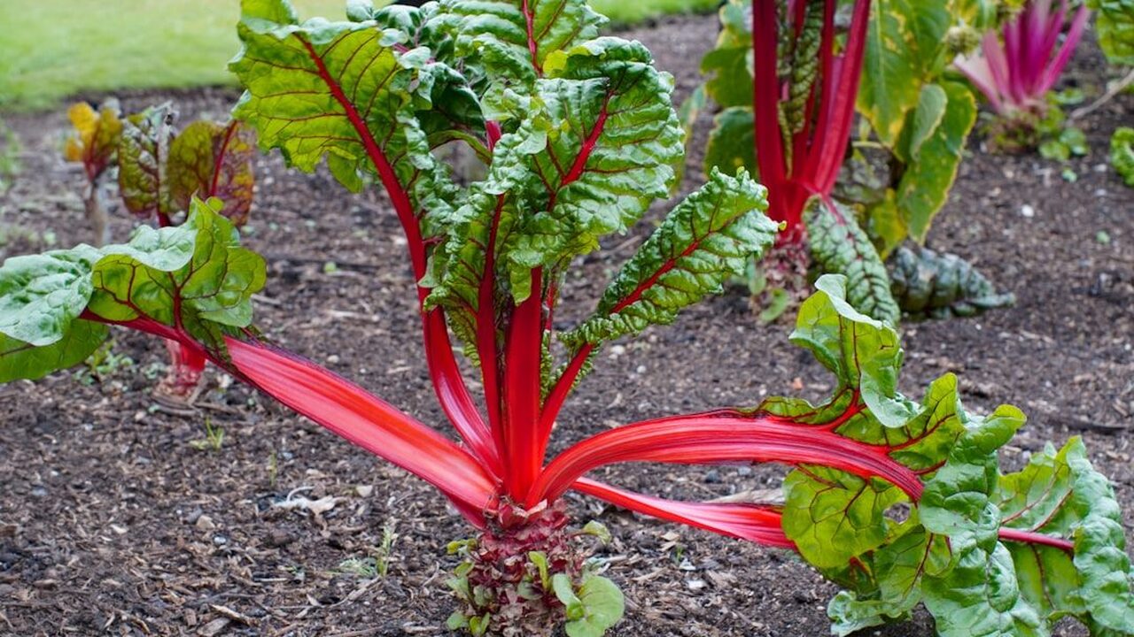 8 Container-Friendly Crops Perfect for Small Balconies and Patios