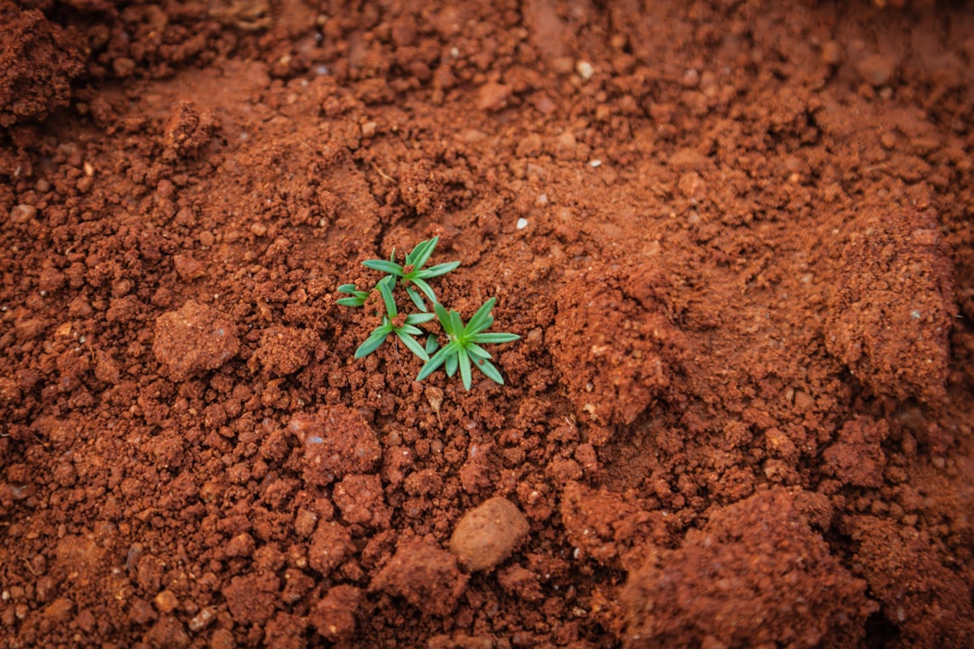Preparing the Soil Before Planting (Image Credits: Unsplash)