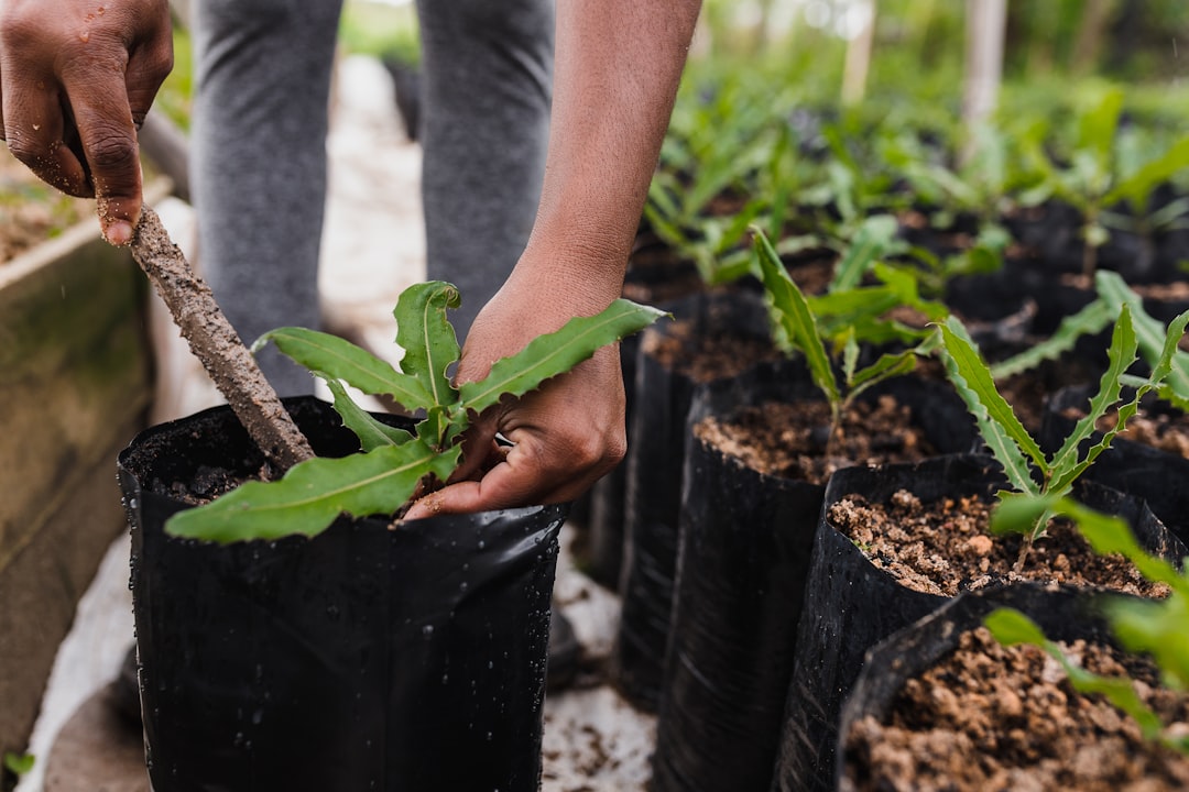How and When to Plant Artichokes Outside (Image Credits: Unsplash)