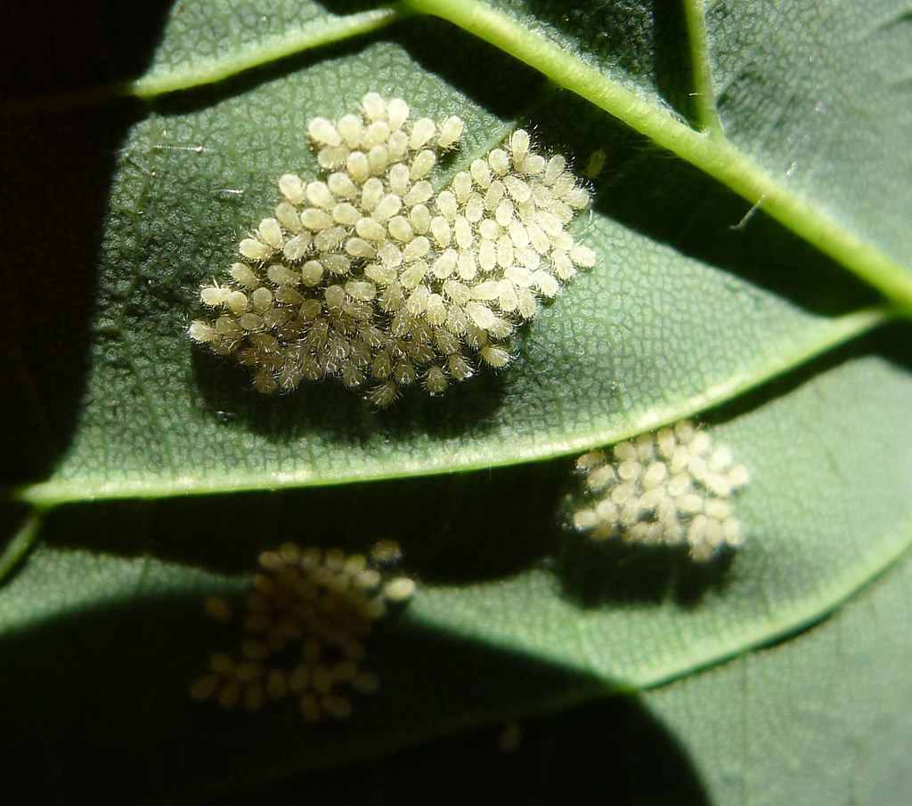 Common Pests and Diseases to Watch For (gailhampshire, Flickr, CC BY 2.0)