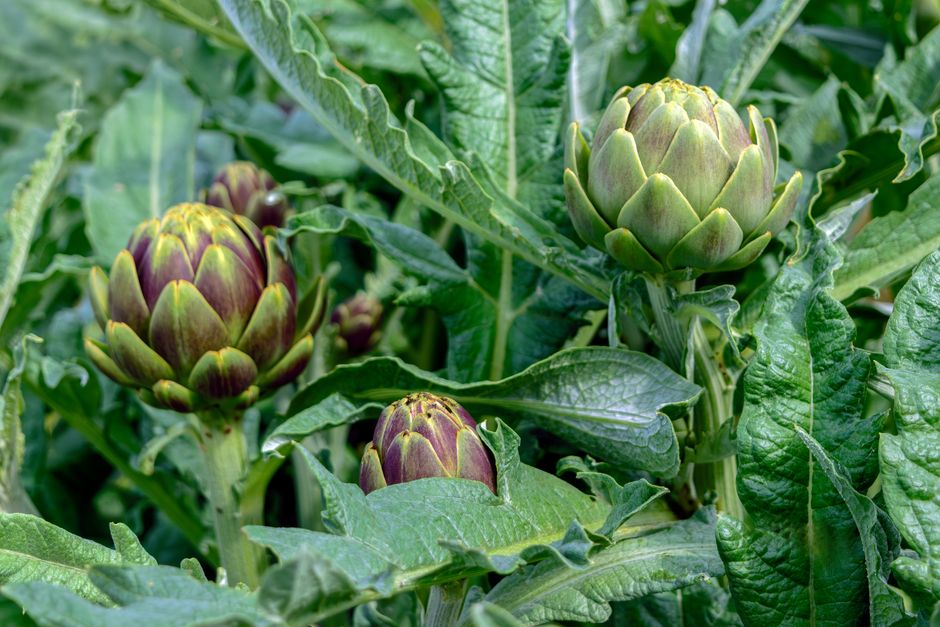 Harvesting Artichokes at the Right Time (Image Credits: Pexels)
