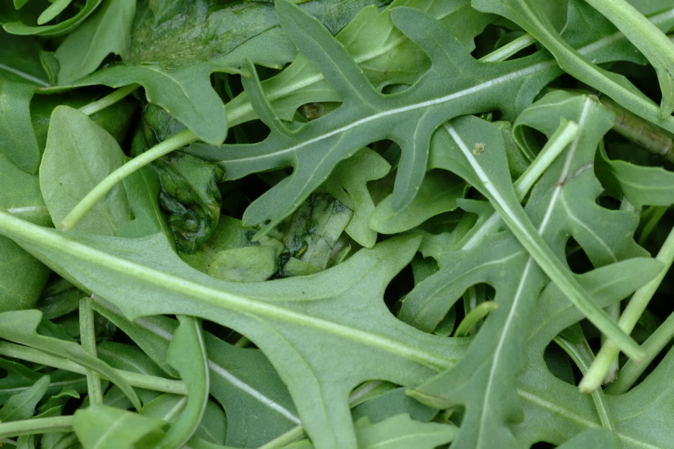 2. Arugula (By Schlaghecken Josef, CC BY-SA 4.0)