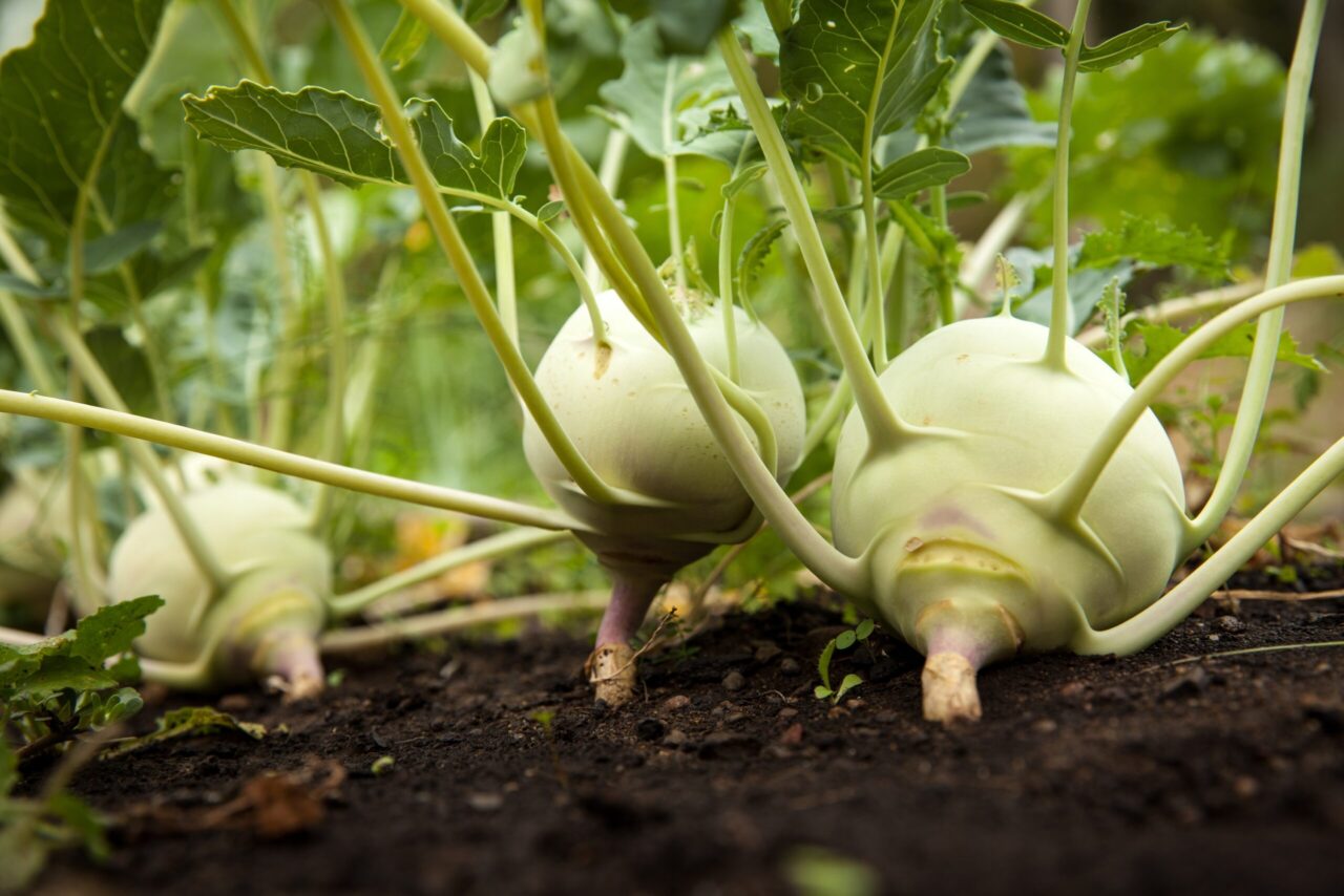 9 Fast-Maturing Vegetables for an Early Fall Harvest